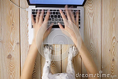 Image of womanâ€™s hands typing fast on laptop keyboard with dogâ€™s paws on same tabletop. View from above. Remote work from home Stock Photo